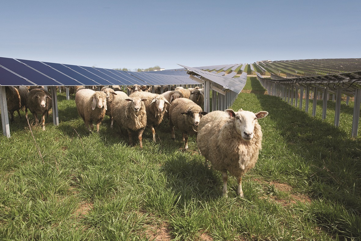 Sheep in park resized